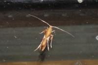 Caloptilia stigmatella