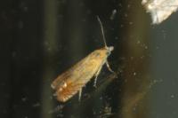 Lathronympha strigana