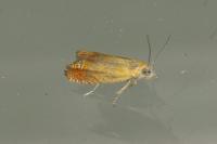 Lathronympha strigana