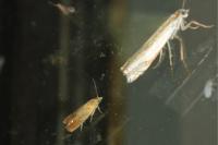 Lathronympha strigana