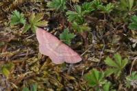 Scopula rubiginata