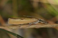 Agriphila inquinatella