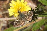 Pyrgus armoricanus