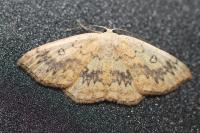 Cyclophora annularia