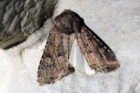 Luperina testacea