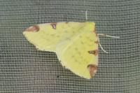 Opisthograptis luteolata