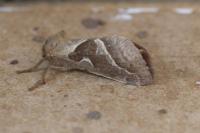 Triodia sylvina