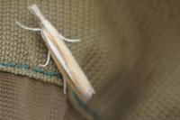 Agriphila tristella