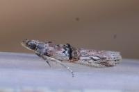 Nephopterix angustella