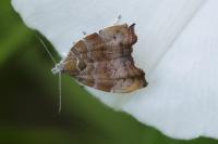 Choreutis nemorana