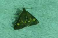 Pyrausta aurata
