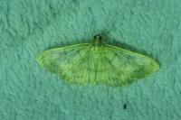 Patania ruralis