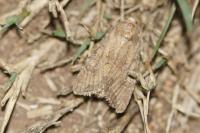 Luperina testacea