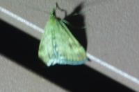Pyrausta despicata