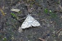 Elophila nymphaeata