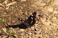 Araschnia levana