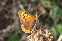 Lycaena phlaeas