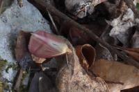 Rhodometra sacraria