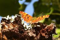 Polygonia c-album