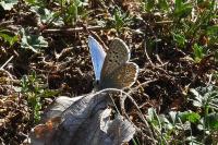 Lysandra bellargus