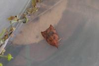Acleris rhombana