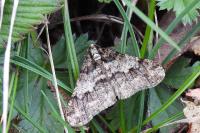 Agriopis leucophaearia