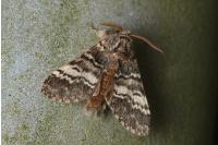Drymonia ruficornis