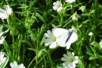 Pieris napi