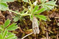 Thisanotia chrysonuchella