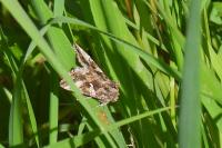 Autographa gamma