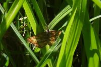 Ematurga atomaria