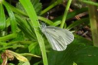 Leptidea sinapis