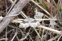 Epirrhoe alternata