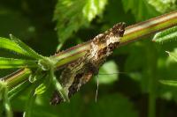 Epirrhoe alternata