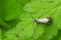 Adela reaumurella
