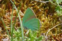 Callophrys rubi