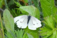 Pieris rapae