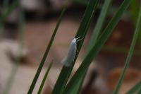 Elachista argentella