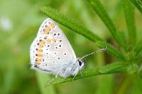 Aricia agestis