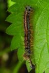 Malacosoma neustria