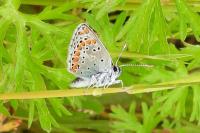 Aricia agestis