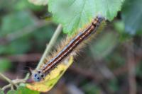 Malacosoma neustria
