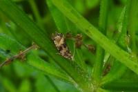 Celypha lacunana