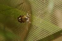 Alabonia geoffrella