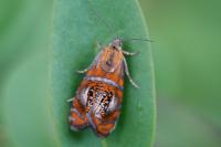 Olethreutes arcuella