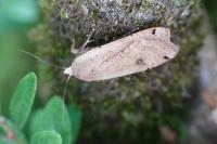 Noctua pronuba