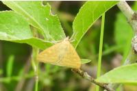 Sitochroa verticalis