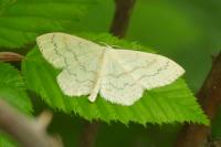 Scopula floslactata