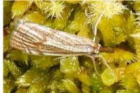 Thisanotia chrysonuchella