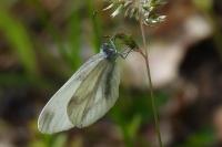 Leptidea sinapis